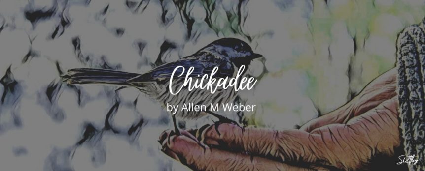 Chickadee by Allen M Weber